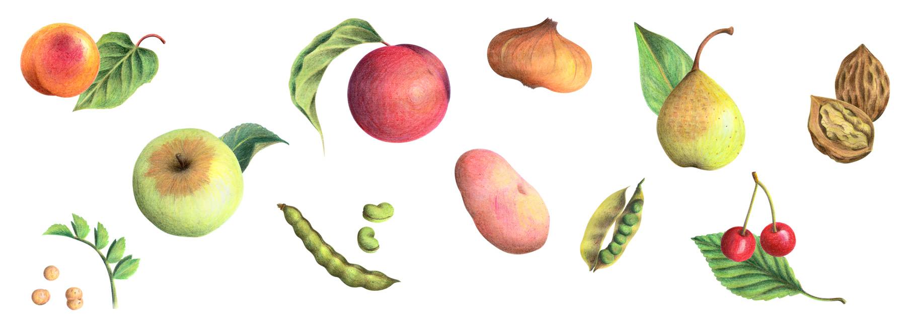 Illustrations botanique au crayon de couleur, pour l'Archipel des plantes gourmandes, Romans-sur-Isere, par Océane Giorgio graphiste indépendante à Valence, Drôme